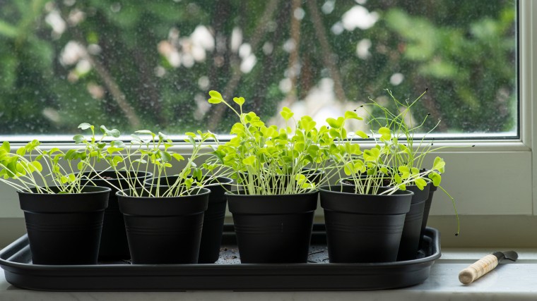 mini herb kitchen garden